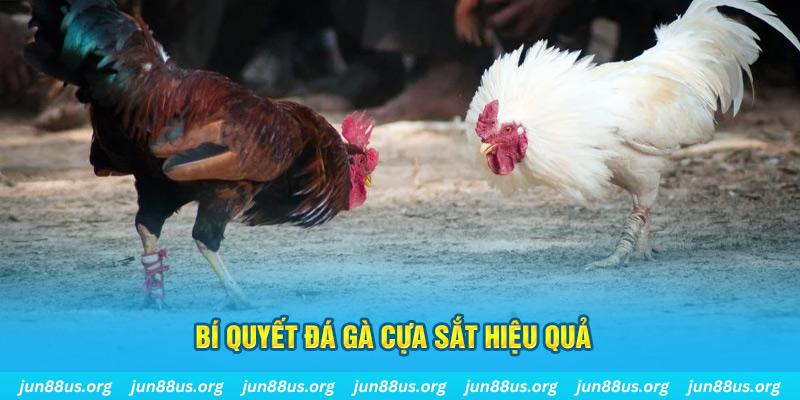58win2 đá gà cựa dao