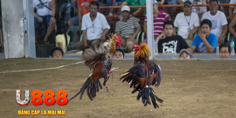 58win2 đăng nhập mậu binh online